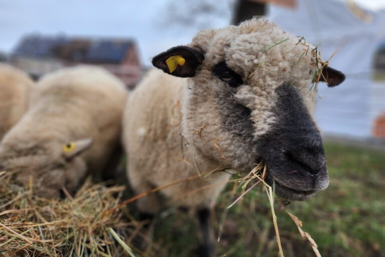Kleine Dorfweihnacht Schleckheim Gemeinschaft Weihnachten Advent zusammen